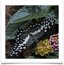 Butterfly (Citrus swallowtail)  - Richard Nicholls